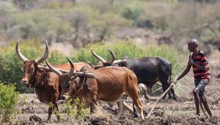 爱游戏体育网页版-世界赛场：非洲代表的“黑马”奇迹