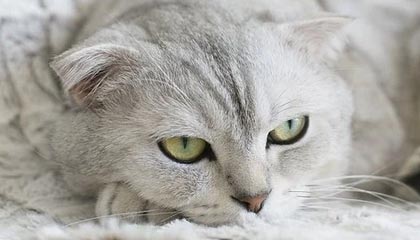 爱游戏体验-勇士新秀崛起谁是下一个库里，勇士 新秀