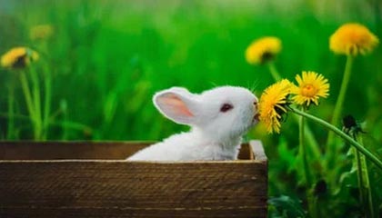 爱游戏体验-勇士新秀崛起谁是下一个库里，勇士 新秀