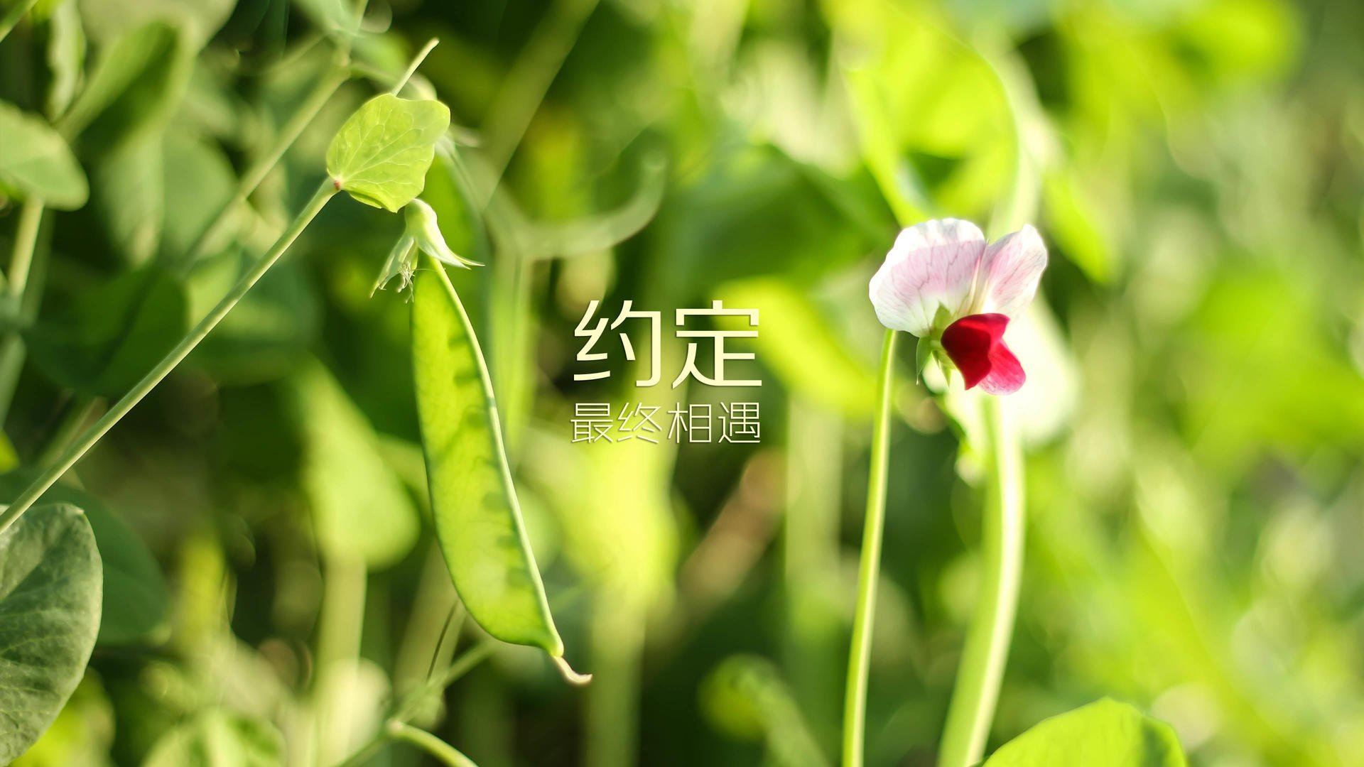 爱游戏体育平台-王者荣耀 赛事直播观看人数攀升，王者观看比赛