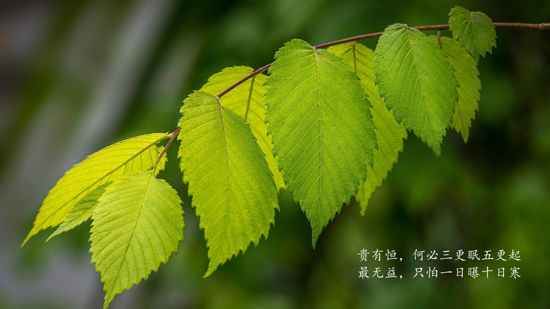 爱游戏平台-里昂客场不敌安格斯，遭遇两连败，里昂队主场