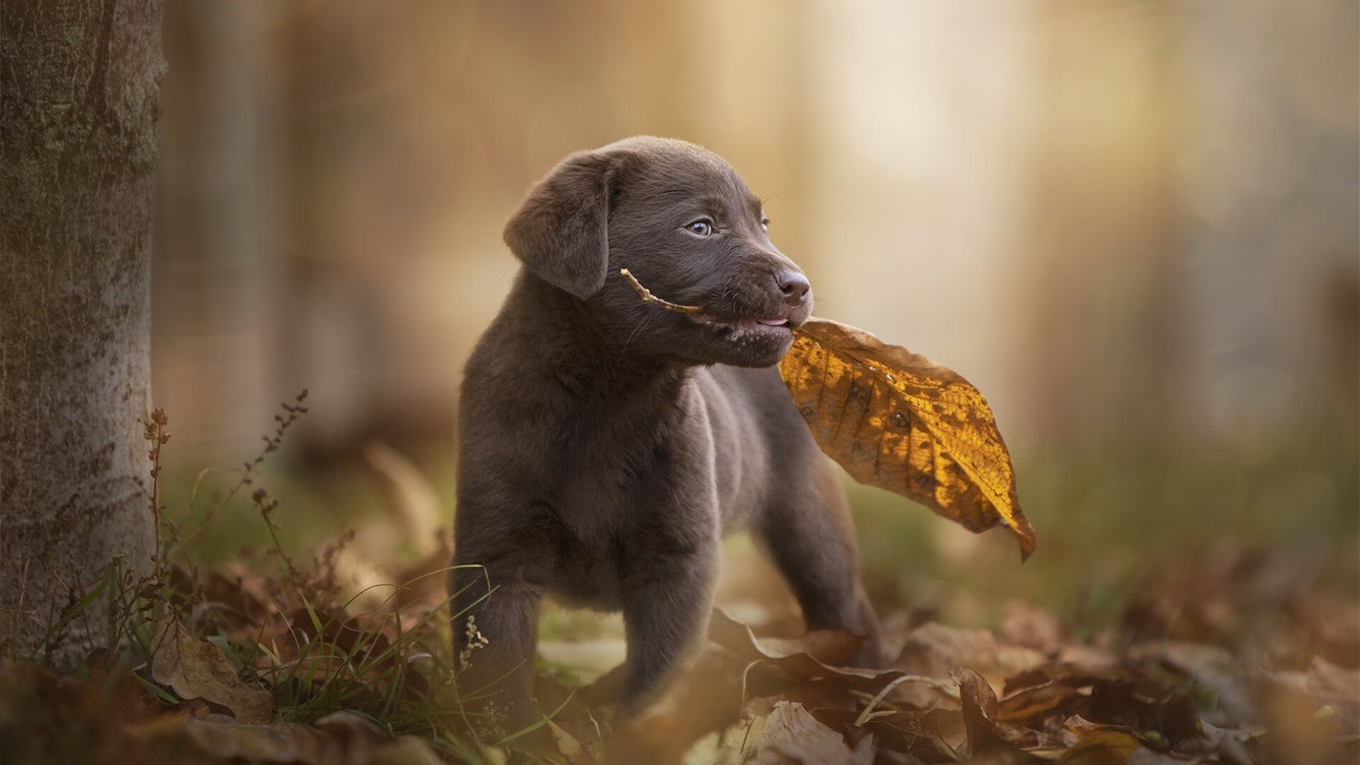 德甲球队休赛期集训方式对开局表现影响，德甲多久开赛