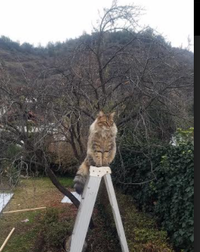 中国女篮连胜势头强劲 进攻体系愈加成熟，中国女篮狂胜82分