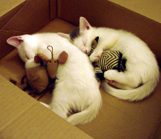 国家队在亚洲杯中夺冠 激烈对抗感人至深，亚洲杯参加国家