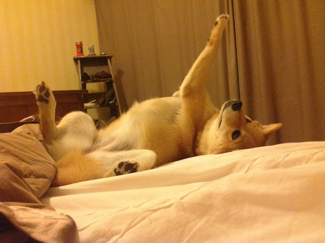 女子仰泳表现稳定，后程冲刺亮眼，女子仰泳的世界纪录