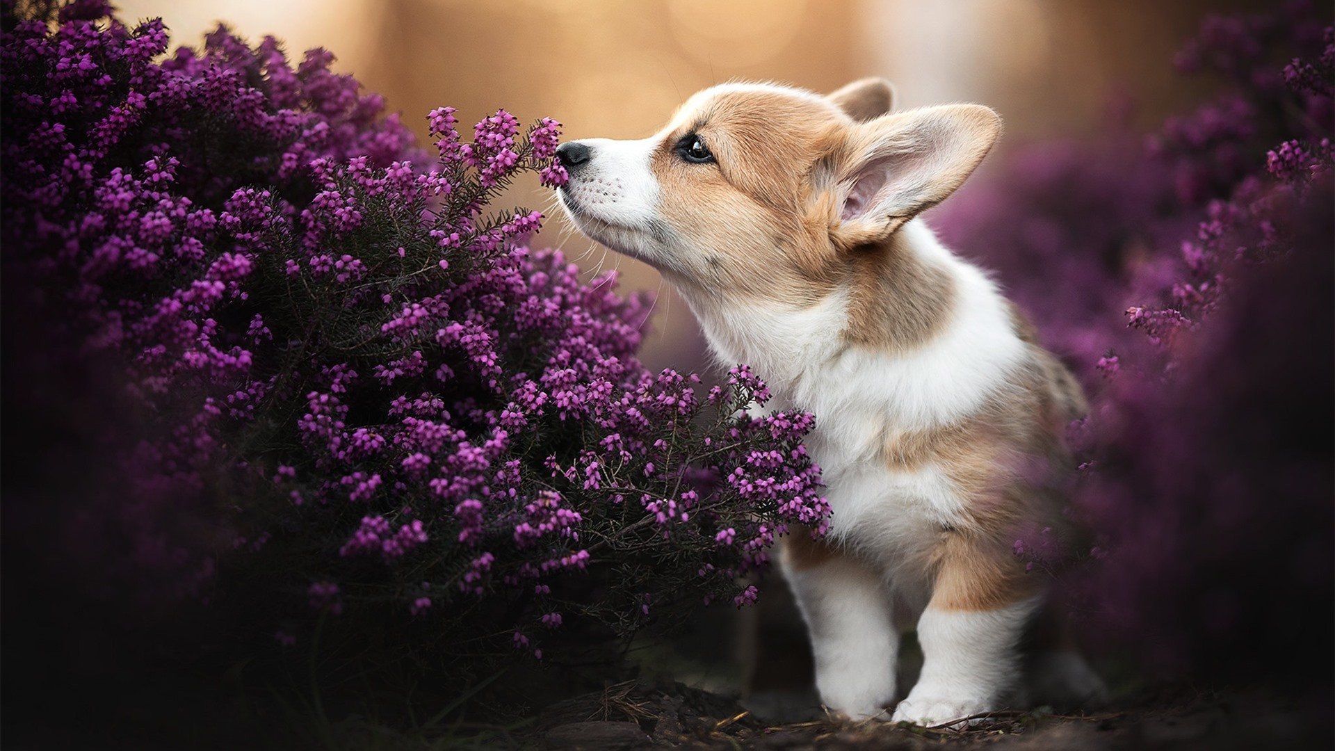 爱游戏app下载-广东队利用挡拆战术不断撕裂对手防线，广东队战术打法