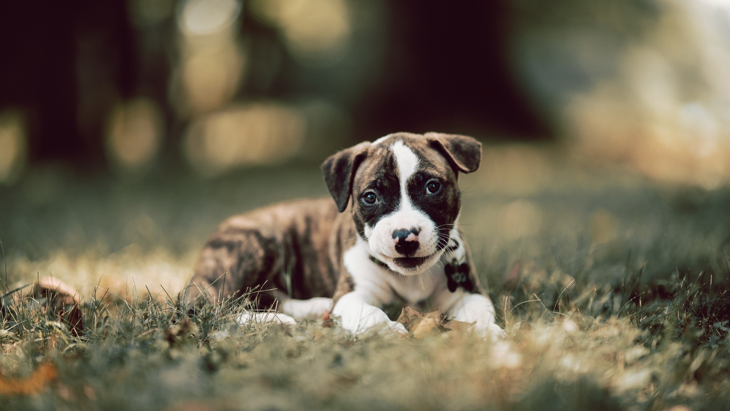 国际裁判培训全面数字化，执法水平再创新高，国际裁判协会