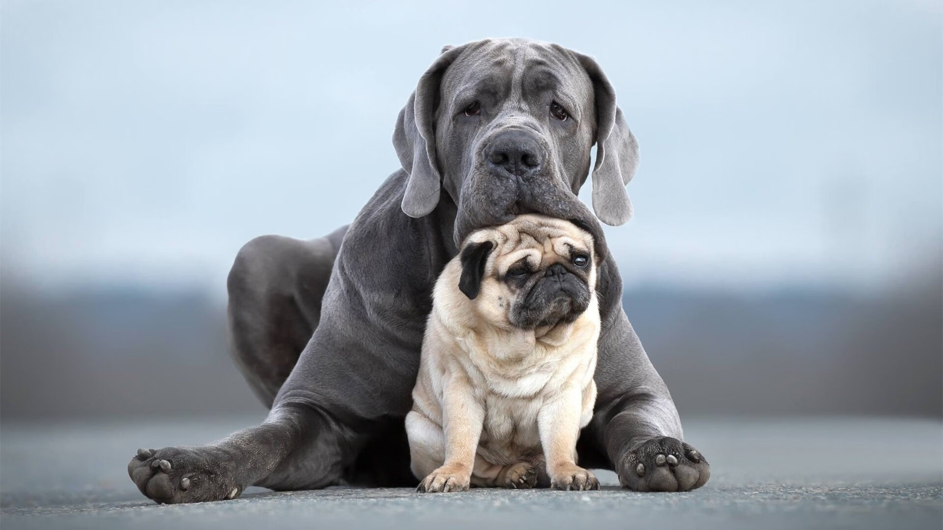 塞尔维亚女篮在欧洲锦标赛中展现强大实力，目标金牌已在望，塞尔维亚女篮欧洲冠军