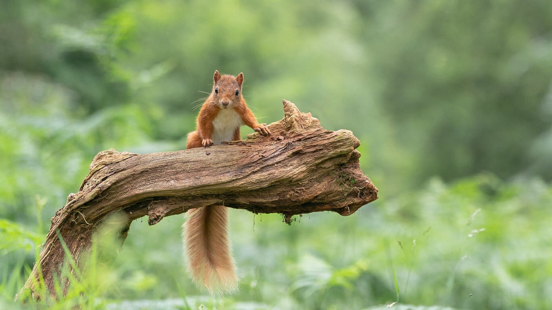 爱游戏官方网站-威少被赞替补最强带动板凳效率，威少的篮板能力