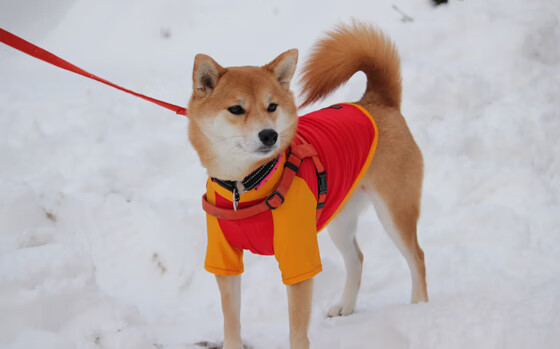 法甲未来之星：新秀崭露头角，前途无限！，法国足球未来新星