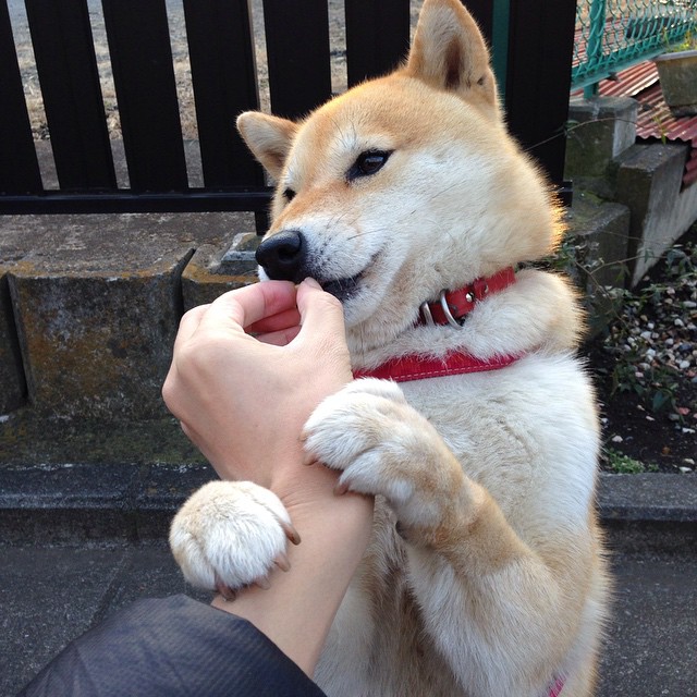 澳大利亚男队全球热度持续攀升，澳大利亚男子足球队名单