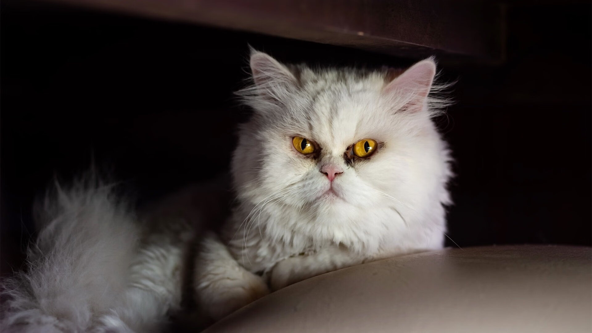 职业与草根并举为中国足球打开新路径，对中国职业足球的看法