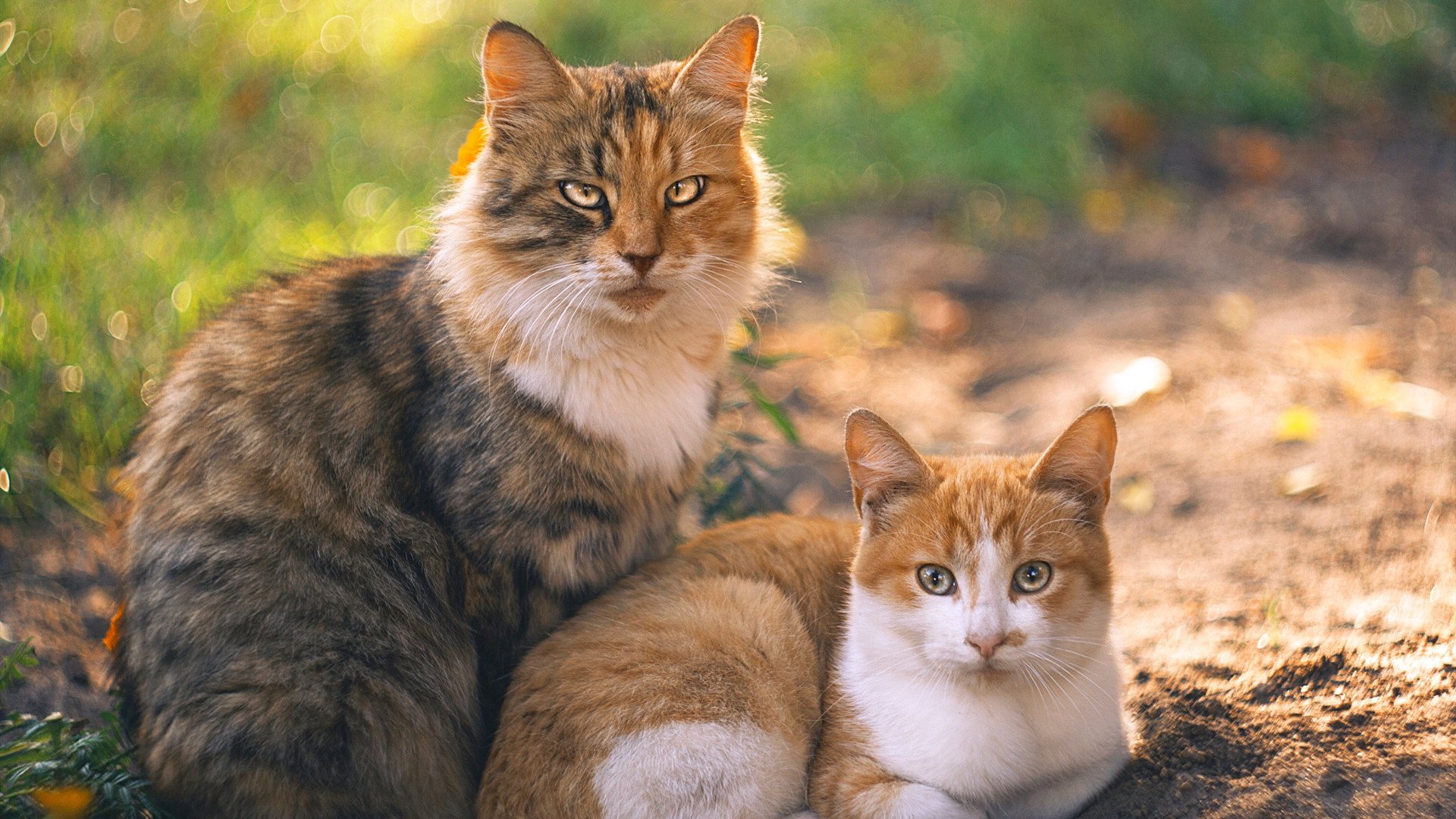 爱游戏体育app-黄蜂在主场提升反击效率球迷反应热烈，黄蜂的足球